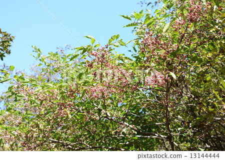 Mayumi fruit 13144444