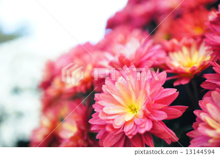 Zakuru菊花 Zakuru菊花 13144594