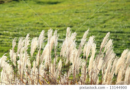 Susuki秋天 13144900