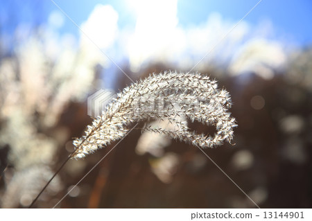 Susuki closeup 13144901