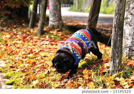 Pugs and fallen leaves 13145329