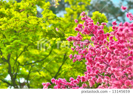 Chrysanthemum Chrysanthemum 13145659