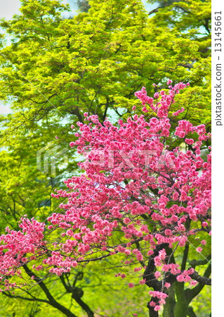 Chrysanthemum Chrysanthemum 13145661