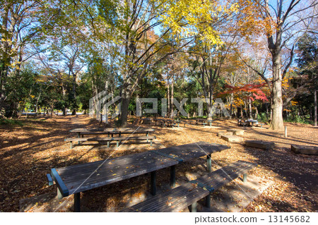 Woodland forest park Woodland forest park 13145682