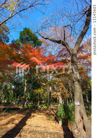 Woodland forest park 13145683