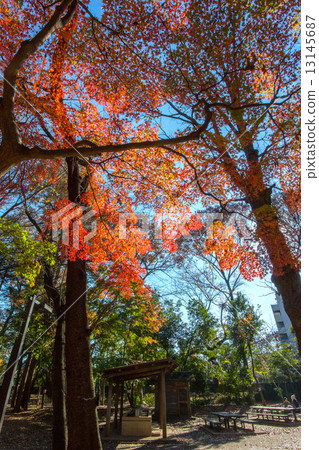 林地森林公園 林地森林公園 13145687