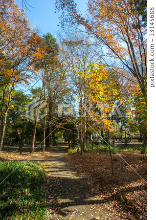 Woodland forest park 13145688