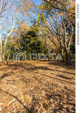 Woodland forest park Woodland forest park 13145692