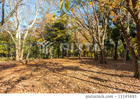 林地森林公園 林地森林公園 13145693