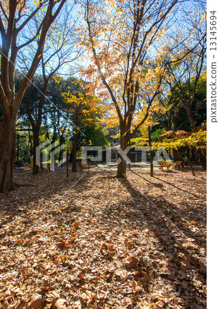 Woodland forest park Woodland forest park 13145694