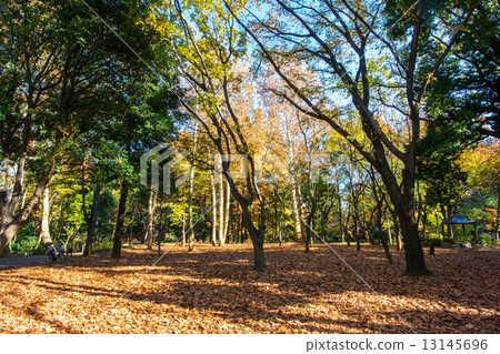 Woodland forest park Woodland forest park 13145696