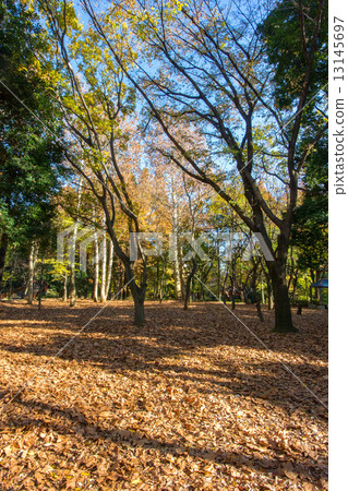 Woodland forest park Woodland forest park 13145697