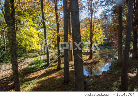 Woodland forest park 13145704