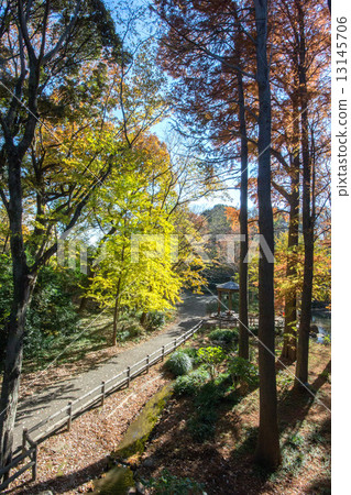 Woodland forest park 13145706