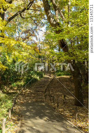 Woodland forest park 13145711