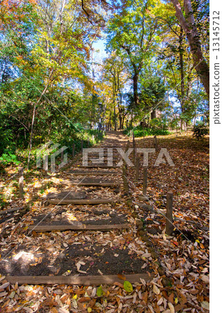 Woodland forest park 13145712