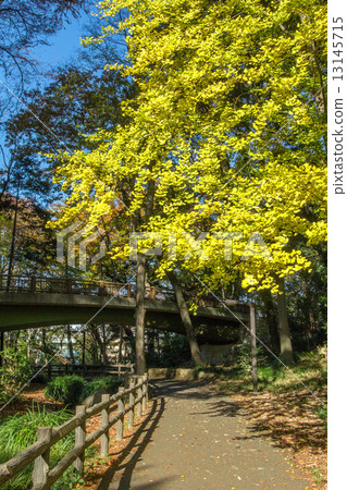 Woodland forest park 13145715