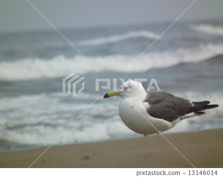 在海灘上的海鷗 13146014