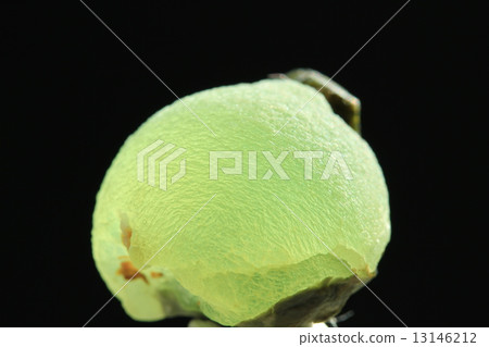 Grape stone Grape stone 13146212
