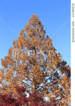 Autumn leaves of Nagatoro Autumn leaves of Nagatoro 13146819