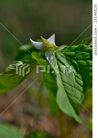 Miyama Enryso Miyama Enryso 13146829