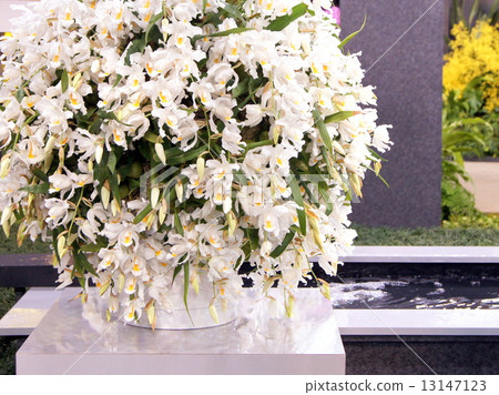 Cellologine(白色)展示:World Ran展覽 Cellologine(白色)展示:World Ran展覽 13147123