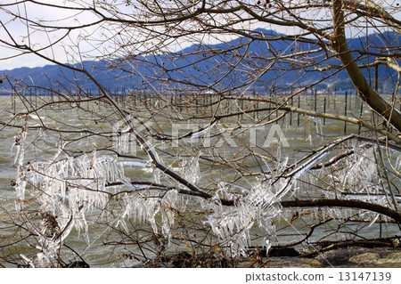 Spray ice of Lake Biwa Spray ice of Lake Biwa 13147139