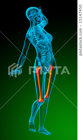 3d render medical illustration of the femur bone 13147450