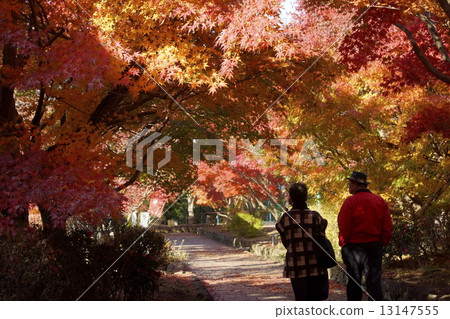Autumn leaves tunnel 13147555