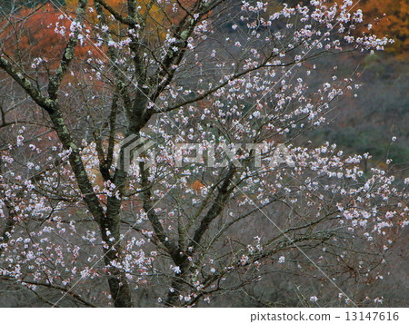 冬天櫻花樹 13147616