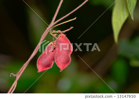 Cherry tomato beans 13147650