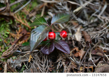 Yabu Koji Yabu Koji 13147658