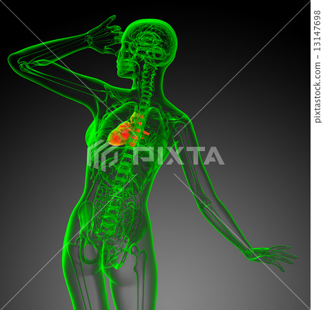 3d render medical illustration of the heart 13147698