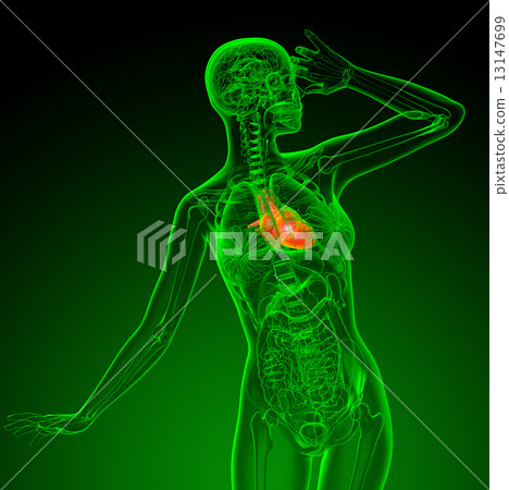 3d render medical illustration of the heart 3d render medical illustration of the heart 13147699