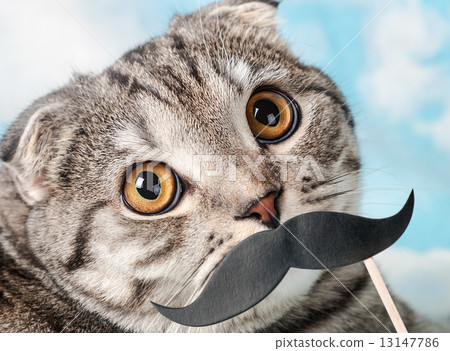 portrait of a young Scottish Fold cat with paper mustaches portrait of a young Scottish Fold cat with paper mustaches 13147786
