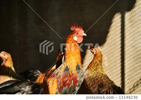 Young bird of the East Chicken Chicken 13148230