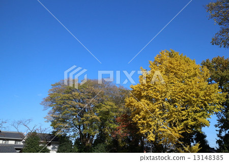 Hiroshi Mikushima's Ginkgo biloba 13148385