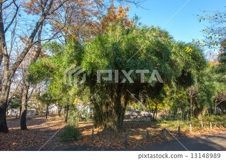 Timingchiku 13148989