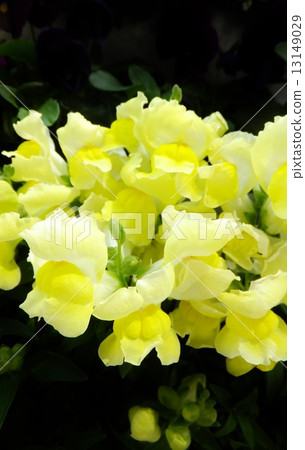 Enchanted snapdragon · snapdragon (black back. Copy space) 13149029