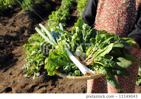 Harvesting winter vegetables 13149043