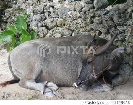 water buffalo 13149048