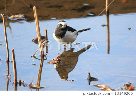 Sega Sekirei在水邊玩耍 13149200