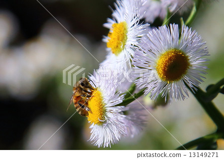 蜜蜂 13149271