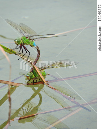 Gin Yama的交配 Gin Yama的交配 13149272