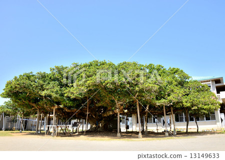 Kunigami小學榕樹 Kunigami小學榕樹 13149633