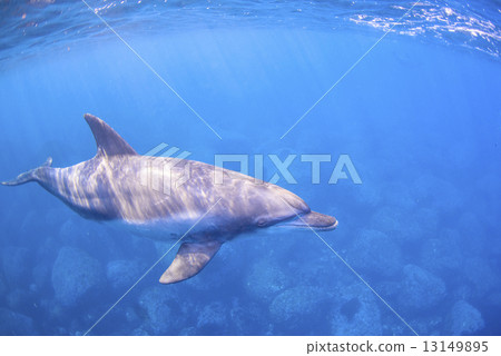 Mikurajima海豚 13149895