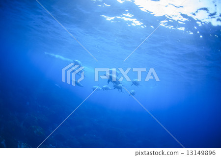 Dolphin of Mikurajima 13149896