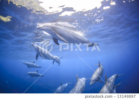 Dolphin of Mikurajima Dolphin of Mikurajima 13149897