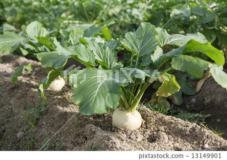 蕪菁 蕪菁 13149901