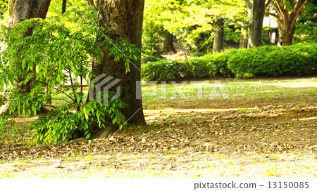 代代木公園:夏季樹幹,葉子,植入 代代木公園:夏季樹幹,葉子,植入 13150085
